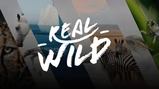 Real Wild