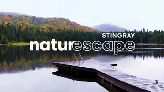 Stingray Naturescape