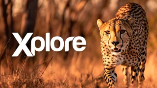 Xplore