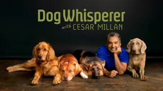Dog Whisperer with Cesar Millan