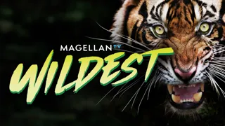 MagellanTV Wildest