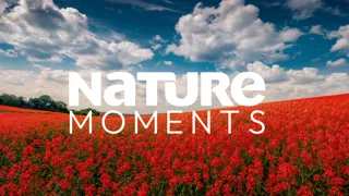 Nature Moments
