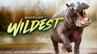 MagellanTV Wildest
