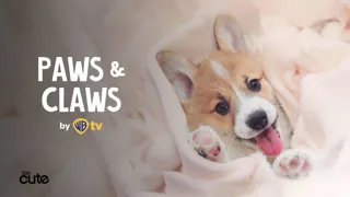 Paws & Claws