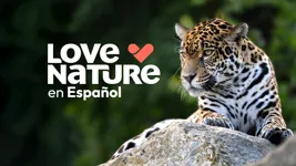 Love Nature en Español