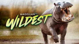 MagellanTV Wildest